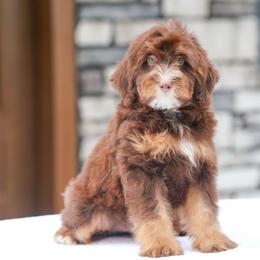 Rascal (chocolate) - Chocolate merle male Bernedoodle puppy in Dundee, Ohio from Down Home Doodle