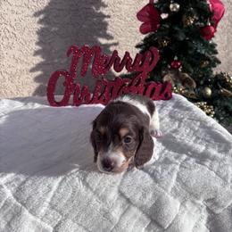 Dachshund Puppies from Doxiequad