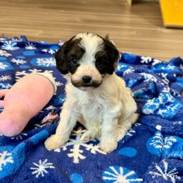 Video Cedric - Black and white male Cavapoo puppy in Eatonton, Georgia from TNT Puppies