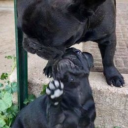 French Bulldogs and Mastiffs from Liberty Mountain