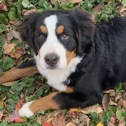 Bernese Mountain Dogs from Estes Kennels