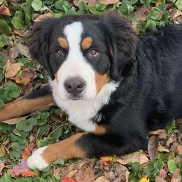 Bernese Mountain Dogs from Estes Kennels