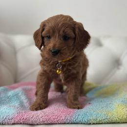 Star - Apricot female Cavapoo puppy in Gainesville, Florida from Alyssa Xxweetdoodles