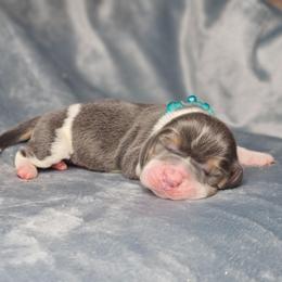 Turquoise- teal collar - Blue tan and white male Basset Hound puppy in Valley, Washington from Peaceful Valley Paws