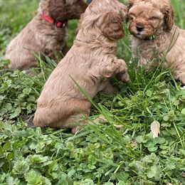 Cockapoo and Rottweiler Puppies from RJ Rotts - Beachy Family Cockapoos