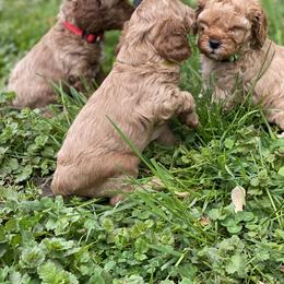 Cockapoo and Rottweiler Puppies from RJ Rotts - Beachy Family Cockapoos