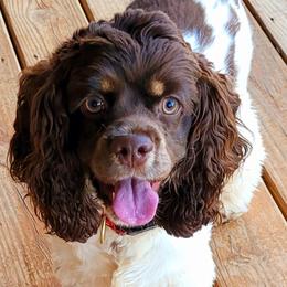 Tilly - Cocker Spaniel