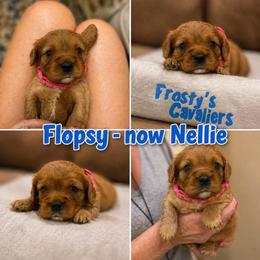 Flopsy - Ruby female Cavalier King Charles Spaniel puppy in London, Arkansas from Frosty’s Cavaliers