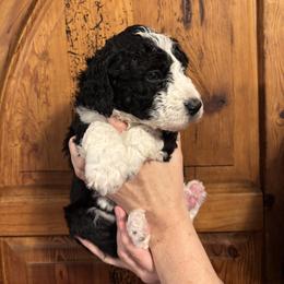 Sugar - White and black female Bordoodle puppy in Indianapolis, Indiana from Indiana Bordoodles