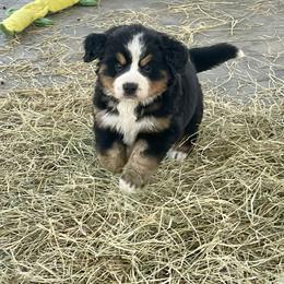 Yellow Collar - Black rust and white female Bernese Mountain Dog puppy in Comer, Georgia from Water Oak Farm