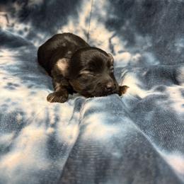 Girl 3 - Black female Yorkipoo puppy in Bartlesville, Oklahoma from Winchester's Magic Yorkipoos & Poodles