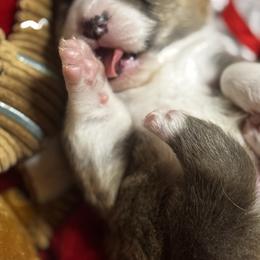 Kevin - Sable male Pembroke Welsh Corgi puppy in Nortonville, Kansas from Low Riders Corgis & Mini Aussies