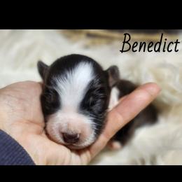 Benedict - Red tri male Miniature Australian Shepherd puppy in Macomb, Missouri from Faunus Farms and Aussies