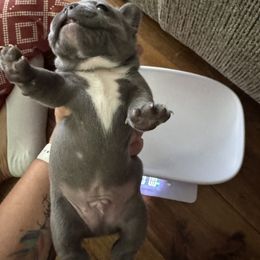 French Bulldog Puppies from Candice Thaggard