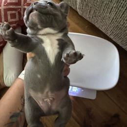 French Bulldog Puppies from Candice Thaggard