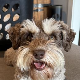 Synamun - Miniature Schnauzer