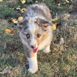Denim - Blue merle male Miniature American Shepherd puppy in Spanaway, Washington from Meadow Run Mini American Shepherds