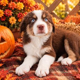 Jolene (black collar) - Red tri-color female Australian Shepherd puppy in Okeechobee, Florida from Rothsolid Aussies