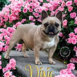 Dixie - French Bulldog