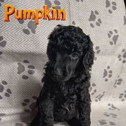 Pumpkin - Black female Poodle puppy in Nederland, Texas from Lingo Standard Poodles