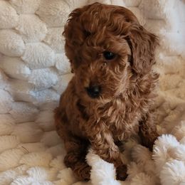 Percy - Red  male Poodle puppy in San Tan Valley, Arizona from Desert Storm Poodles