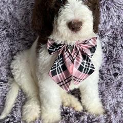 Saint Berdoodle Puppies from Badland St. Berdoodles LLC