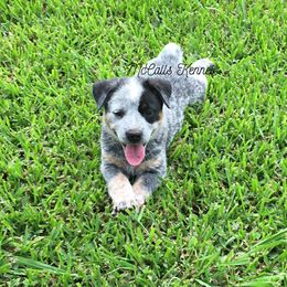 Australian Cattle Dog Puppies from McCall's Mississippi Blue Heelers