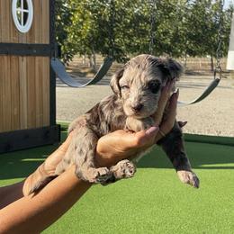 Jackie - Merle female Bernedoodle puppy in Yuba City, California from Ranch House Doodles