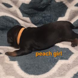 Girl 4 - Black and mahogany female Rottweiler puppy in De Witt, Iowa from Irish Eyes Kennels
