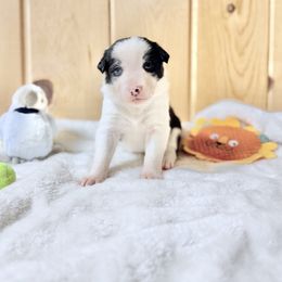 Fizz - Black and white male Border Collie puppy in Owenton, Kentucky from Three16 Ranch