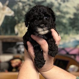 Boss - Black phantom male Aussiedoodle puppy in Hopkins, Missouri from Mowry Creek Mini Aussiedoodles and More
