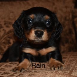Rain - Black and tan male Dachshund puppy in Oxford, Pennsylvania from Emily’s Dachshund Puppies