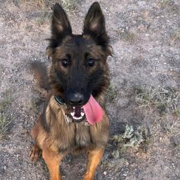 Luna - Gold brindle female Dutch Shepherd puppy in Sierra Vista, Arizona from KnightWatch K-9