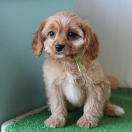 Basil - Red male Cavapoo puppy in Springtown, Texas from North Texas Puppies