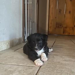 Pugsley - Black and white male Border Collie puppy in Black River Falls, Wisconsin from Billowing Borders