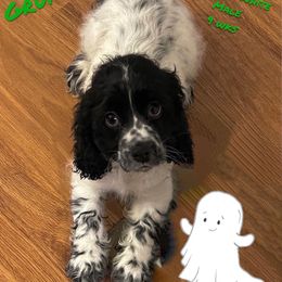 Cocker Spaniel Puppies from Angelic Cocker’s