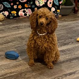 Poppy - Poodle