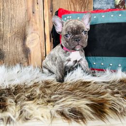 Light Pink - Fawn brindle and white French Bulldog puppy in Jordan Valley, Oregon from Floating Feather Frenchies