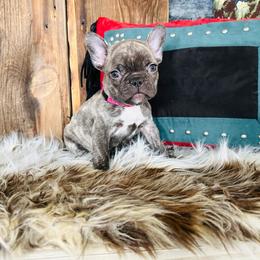 Light Pink - Fawn brindle and white French Bulldog puppy in Jordan Valley, Oregon from Floating Feather Frenchies