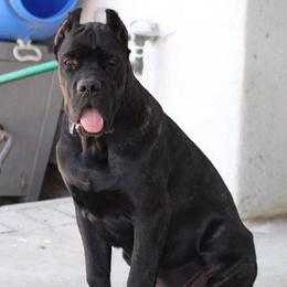 Cane Corso puppies from Valentina Cane Corso