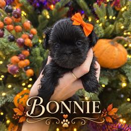 Bonnie - Black female Shih Tzu puppy in Montgomery, Texas from Furbourne Farm
