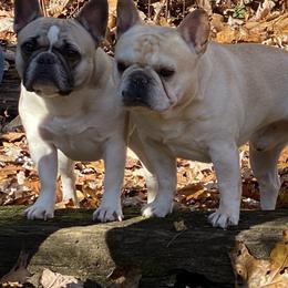 French Bulldogs from Rippling Water Frenchies