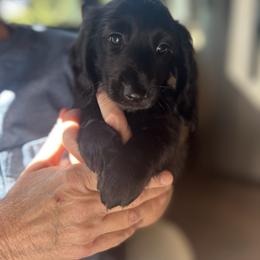 Boy 3 - Black male Dachshund puppy in Gouverneur, New York from Dack Dachshunds
