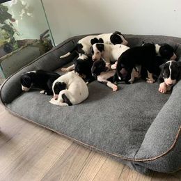 Great Dane Puppies from Black Tie Danes