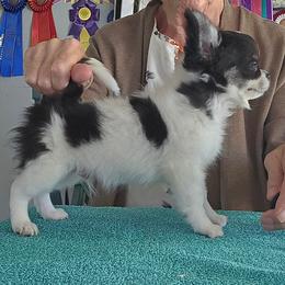 Mario - Black and white male Chihuahua puppy in Cape Coral, Florida from Inspired Chihuahuas