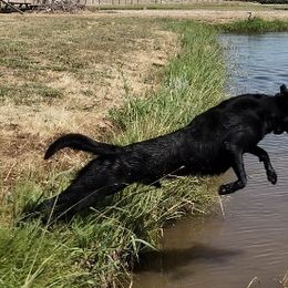 Labrador Retrievers from Rocha Retrievers
