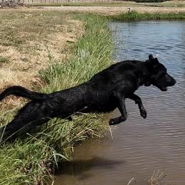 Labrador Retrievers from Rocha Retrievers