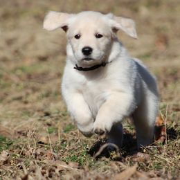 Golden Retriever Puppies from Golden Barnes Kennel