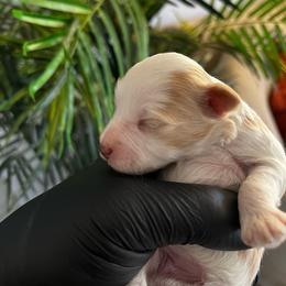 Eleven - Parti female Miniature Schnauzer puppy in Menifee, California from Moonshine’s Minis