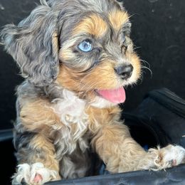 Aussiedoodle, Cavalier King Charles Spaniel, Cavapoo, and Labradoodle Puppies from Mc Doodles of Texas LLC